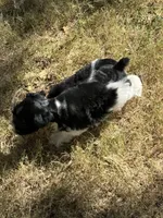 Raz, a male Miniature Schnauzer for sale in Granbury, TX – 4 of 10