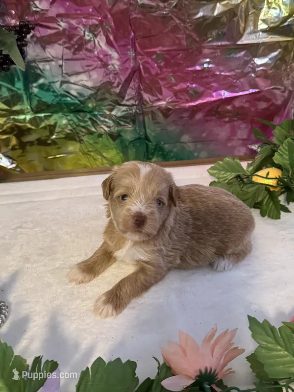 Flash – Miniature Schnauzer puppy for sale in Granbury, TX