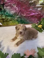 Flash, a male Miniature Schnauzer for sale in Granbury, TX – 1 of 10