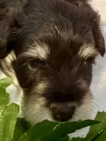 Captain, a male Miniature Schnauzer for sale in Granbury, TX – 6 of 8