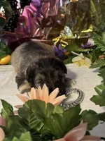 processed/a42386a3-90d1-4fb9-9c5e-257e923d7411/listing/59bb4502-f1b6-4cff-b62e-17cae5ef2f58/cdb0f5e9-a31d-439c-bb15-5f0838ed83f4