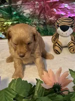 Fin, a male Miniature Schnauzer for sale in Granbury, TX – 3 of 9