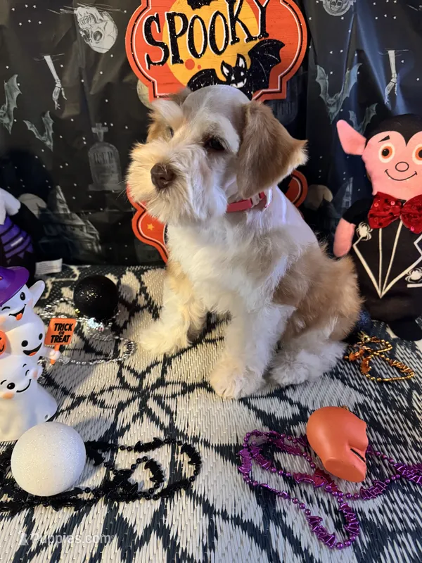 Sahara – Miniature Schnauzer puppy for sale in Granbury, TX