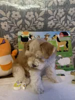 Sahara, a female Miniature Schnauzer for sale in Granbury, TX – 4 of 10
