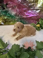 Flash, a male Miniature Schnauzer for sale in Granbury, TX – 3 of 10