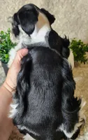 Sport, a male Miniature Schnauzer for sale in Granbury, TX – 4 of 4
