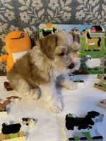Sahara, a female Miniature Schnauzer for sale in Granbury, TX – 6 of 10