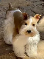Taco, a female Miniature Schnauzer for sale in Granbury, TX – 2 of 6
