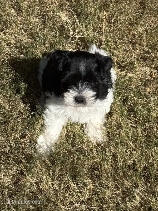Raz – Miniature Schnauzer puppy for sale in Granbury, TX