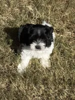 Raz, a male Miniature Schnauzer for sale in Granbury, TX – 1 of 10