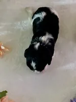 Raz, a male Miniature Schnauzer for sale in Granbury, TX – 5 of 10