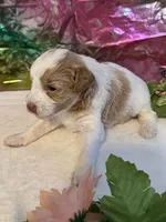 Little Doll, a female Miniature Schnauzer for sale in Granbury, TX – 7 of 9
