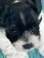 Raz, a male Miniature Schnauzer for sale in Granbury, TX – 2 of 10