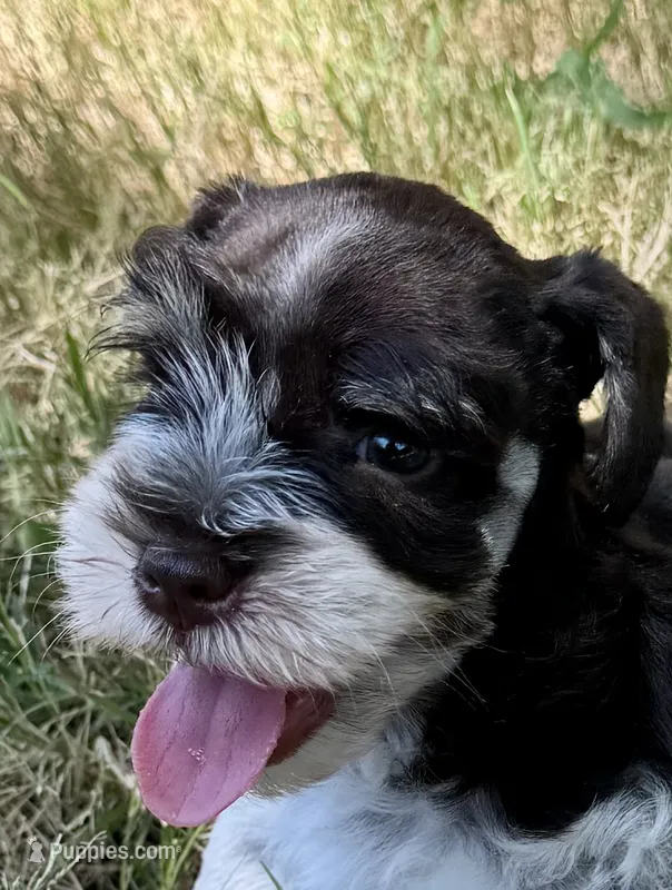 Snicker – Miniature Schnauzer puppy for sale in Granbury, TX