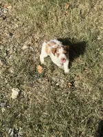 Dottie, a female Miniature Schnauzer for sale in Granbury, TX – 4 of 10