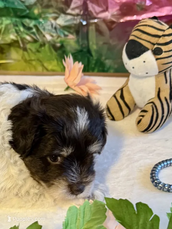 Lilly – Miniature Schnauzer puppy for sale in Granbury, TX