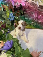 Little Doll, a female Miniature Schnauzer for sale in Granbury, TX – 3 of 9