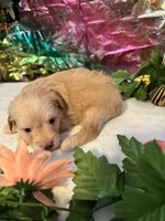 Lucy, a female Miniature Schnauzer for sale in Granbury, TX – 8 of 10