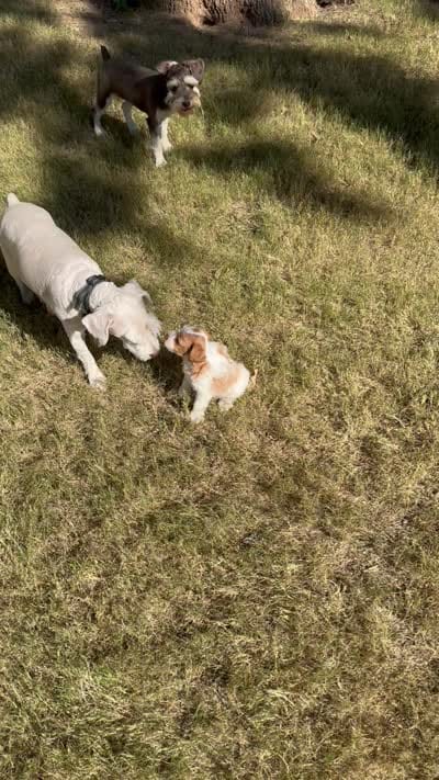 Dottie, a female Miniature Schnauzer for sale in Granbury, TX – 10 of 10