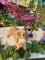Lucy, a female Miniature Schnauzer for sale in Granbury, TX – 4 of 10