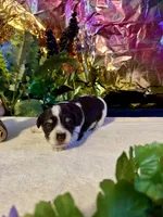 Snicker, a male Miniature Schnauzer for sale in Granbury, TX – 9 of 10