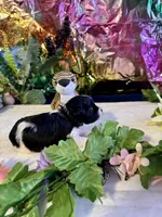 Raz, a male Miniature Schnauzer for sale in Granbury, TX – 7 of 10