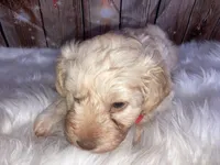 Coop, a male Miniature Schnauzer for sale in Granbury, TX – Photo 2 of 4