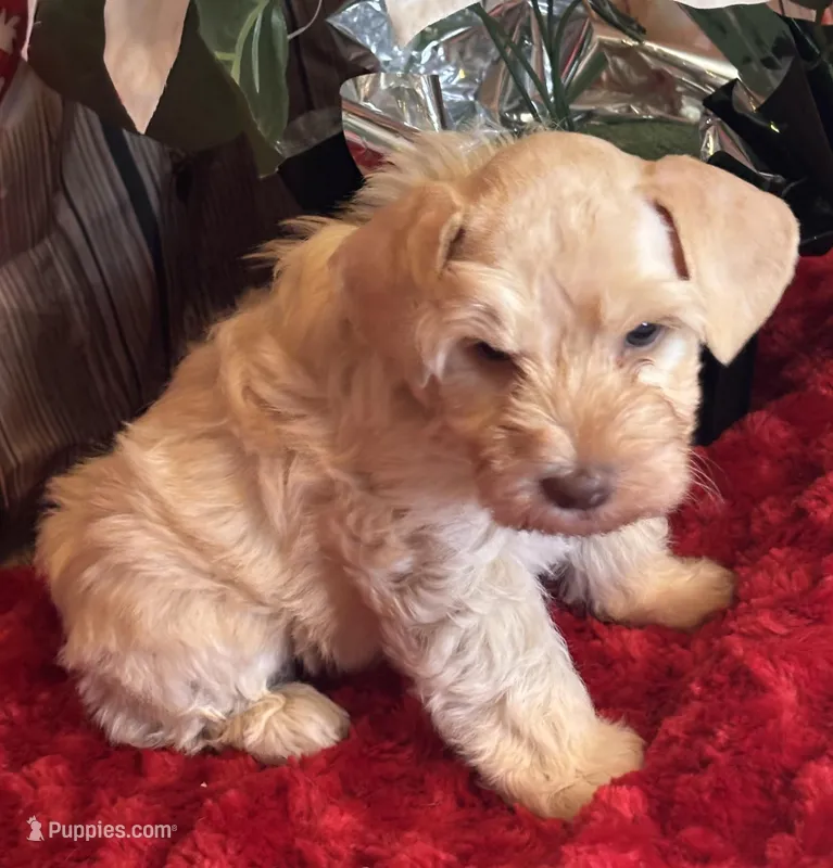 Coop – Miniature Schnauzer puppy for sale in Granbury, TX