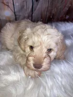 Coop, a male Miniature Schnauzer for sale in Granbury, TX – Photo 4 of 4