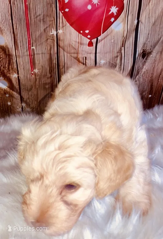 Coop – Miniature Schnauzer puppy for sale in Granbury, TX