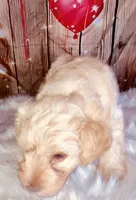 Coop, a male Miniature Schnauzer for sale in Granbury, TX – Photo 1 of 4