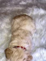 Coop, a male Miniature Schnauzer for sale in Granbury, TX – Photo 3 of 4