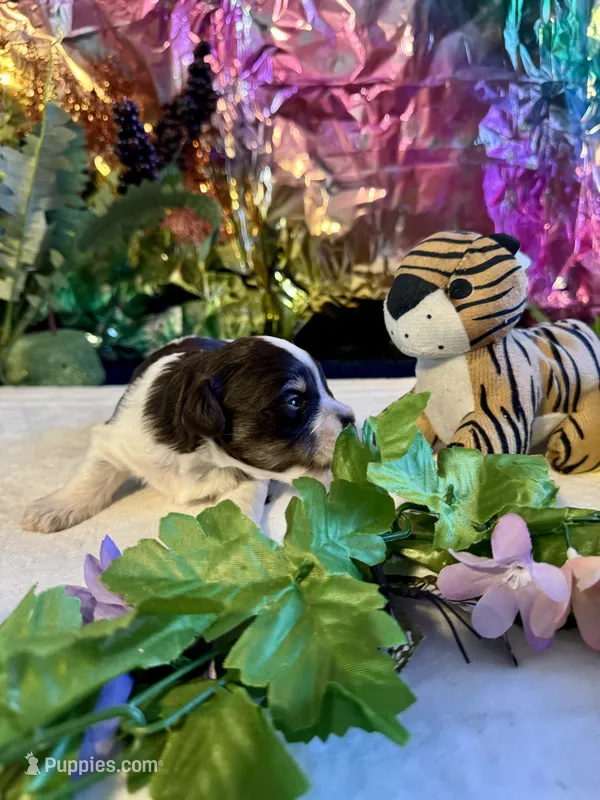 Snicker – Miniature Schnauzer puppy for sale in Granbury, TX
