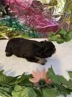 Captain, a male Miniature Schnauzer for sale in Granbury, TX – 7 of 8