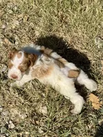 Dottie, a female Miniature Schnauzer for sale in Granbury, TX – 8 of 10