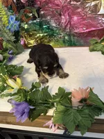 Captain, a male Miniature Schnauzer for sale in Granbury, TX – 4 of 8
