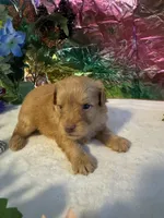 Fin, a male Miniature Schnauzer for sale in Granbury, TX – 8 of 9