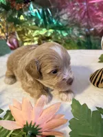 Flash, a male Miniature Schnauzer for sale in Granbury, TX – 10 of 10