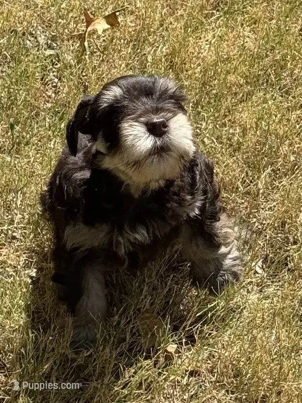 Captain – Miniature Schnauzer puppy for sale in Granbury, TX