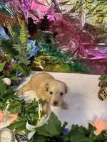 Lucy, a female Miniature Schnauzer for sale in Granbury, TX – 7 of 10