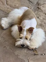 Taco, a female Miniature Schnauzer for sale in Granbury, TX – 4 of 6