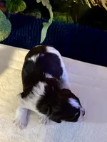 Snicker, a male Miniature Schnauzer for sale in Granbury, TX – 2 of 10