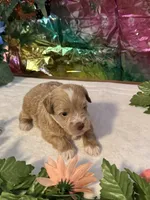 Flash, a male Miniature Schnauzer for sale in Granbury, TX – 7 of 10
