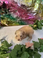 Lucy, a female Miniature Schnauzer for sale in Granbury, TX – 5 of 10