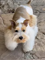 Taco, a female Miniature Schnauzer for sale in Granbury, TX – 3 of 6