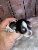 Lilly, a female Miniature Schnauzer for sale in Granbury, TX – Photo 4 of 6