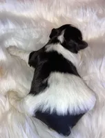 Lilly, a female Miniature Schnauzer for sale in Granbury, TX – Photo 2 of 6