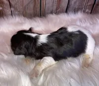 Lilly, a female Miniature Schnauzer for sale in Granbury, TX – Photo 5 of 6