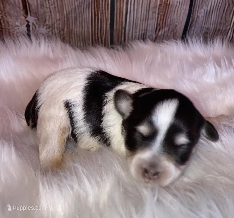 Lilly – Miniature Schnauzer puppy for sale in Granbury, TX