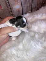 Lilly, a female Miniature Schnauzer for sale in Granbury, TX – Photo 6 of 6